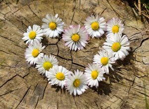 daisy-love-heart